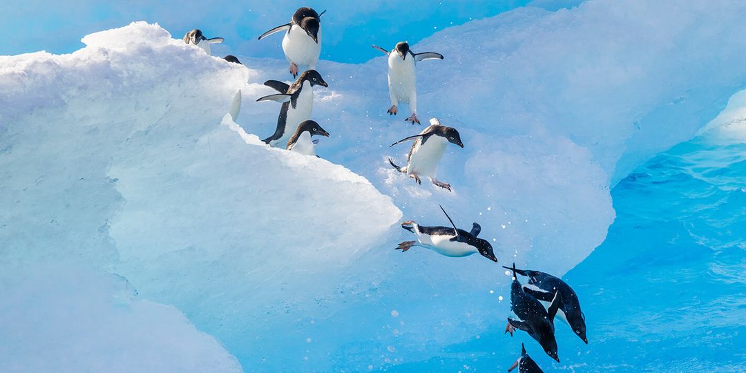 Penguins jumping in the water