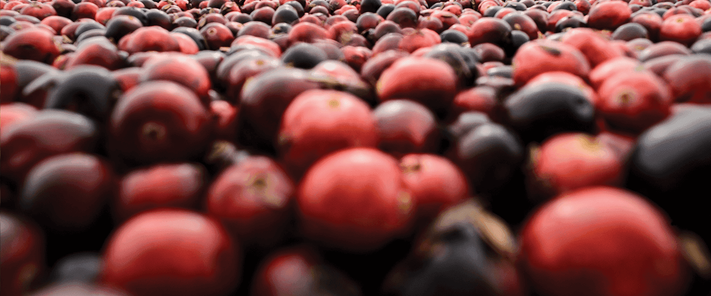 A close-up shot of cranberries in varying shades of red.